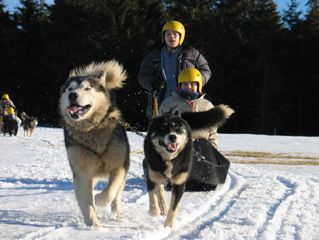 chiens