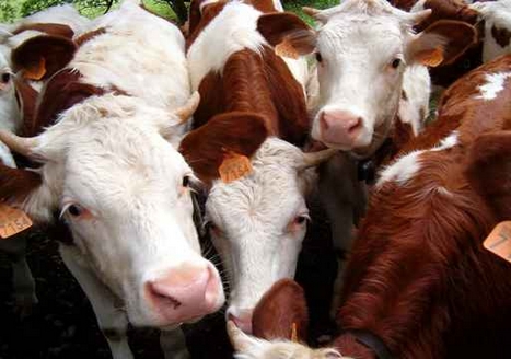 vaches